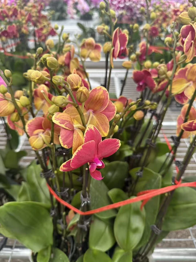 兰屿 LYSLAND【金边吉祥3.0寸】蝴蝶兰鲜花盆栽