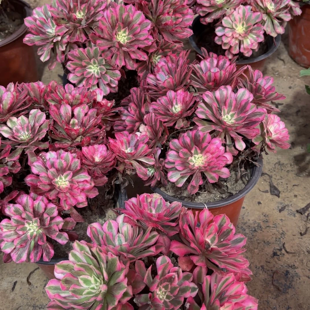 红铜壶超白绣球12.8木质