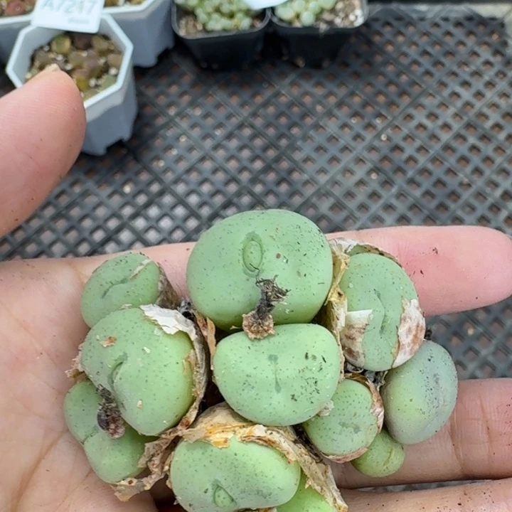 7219 生石花和肉锥