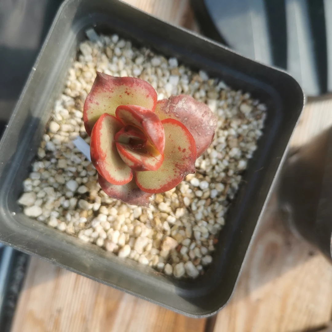 丸叶红丝多肉植物