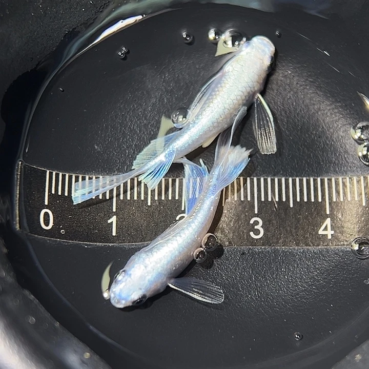 海水鱼长鳍天使一组16