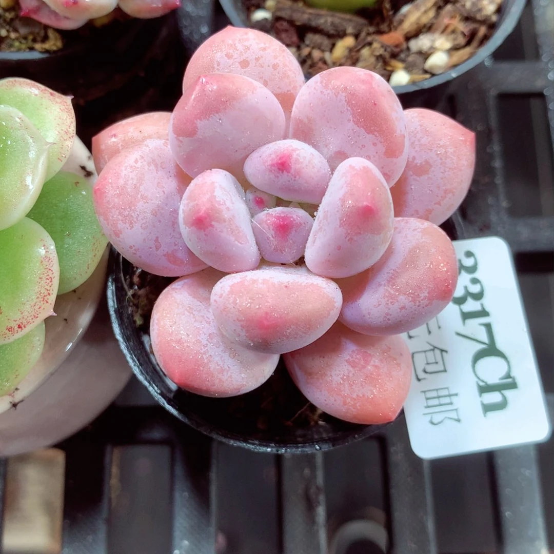 5厘米盆精控多肉3317