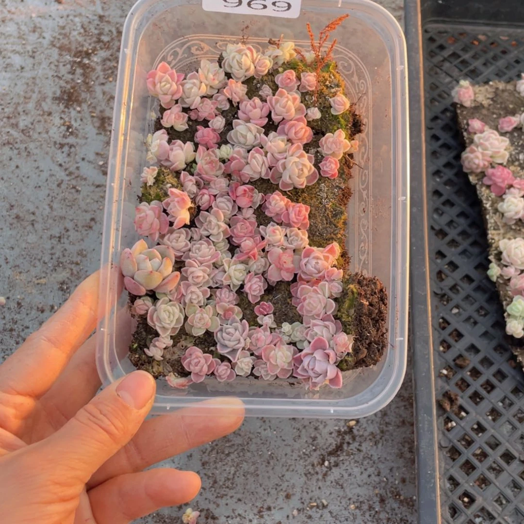 云糖心多肉植物969