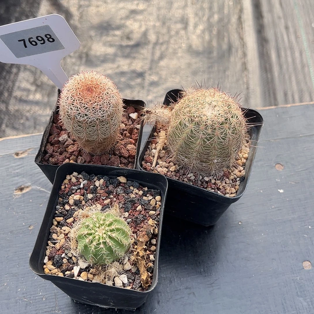 7698御旗，紫红玉变种，明石丸有点伤