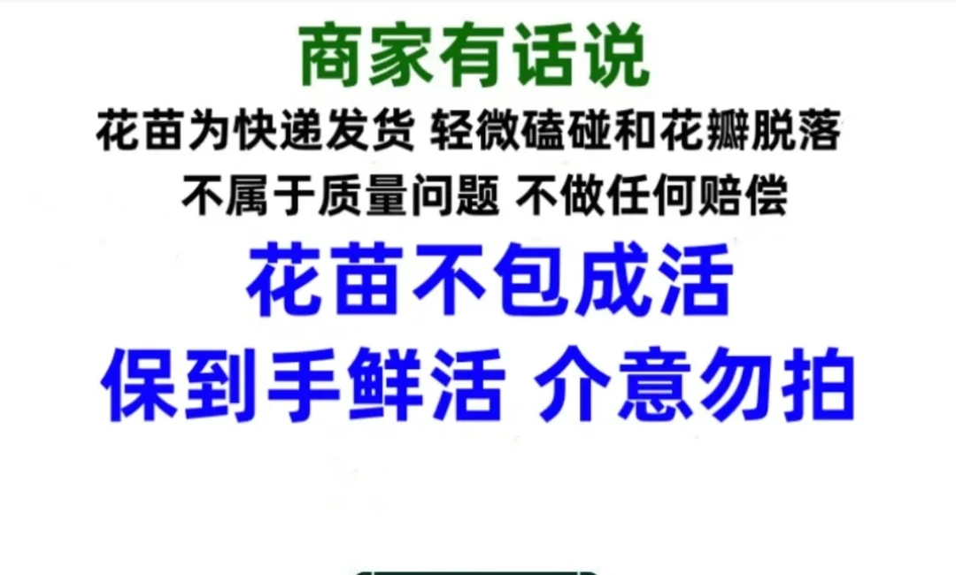 二号福利款彩色三角梅小盆栽尾号不对随机发《掉花掉叶正常现象》