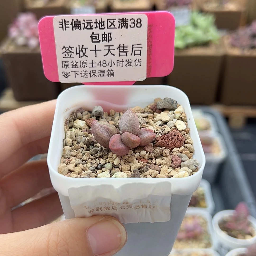 J****姜285豆奶多肉植物