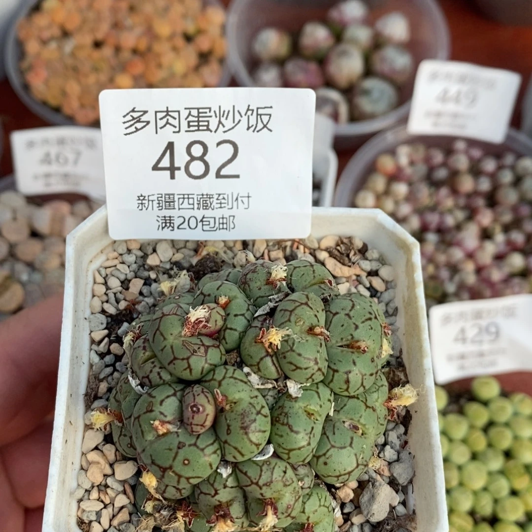 感谢您的光临，青姬，482