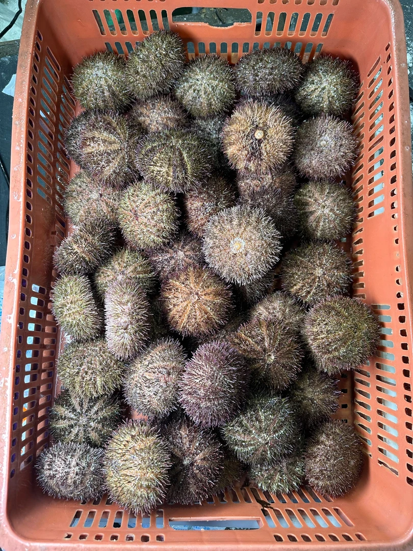 【磊哥推荐】正宗大连马粪海胆5个 一斤四左右 鲜活发货 坏胆包赔