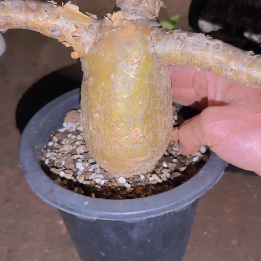 D***n块根植物块根植物