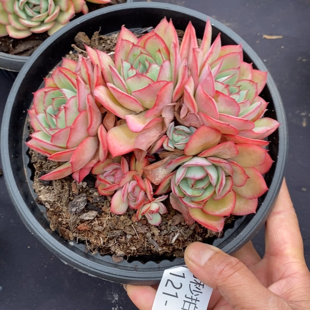 两单包邮1121-158牡丹亭