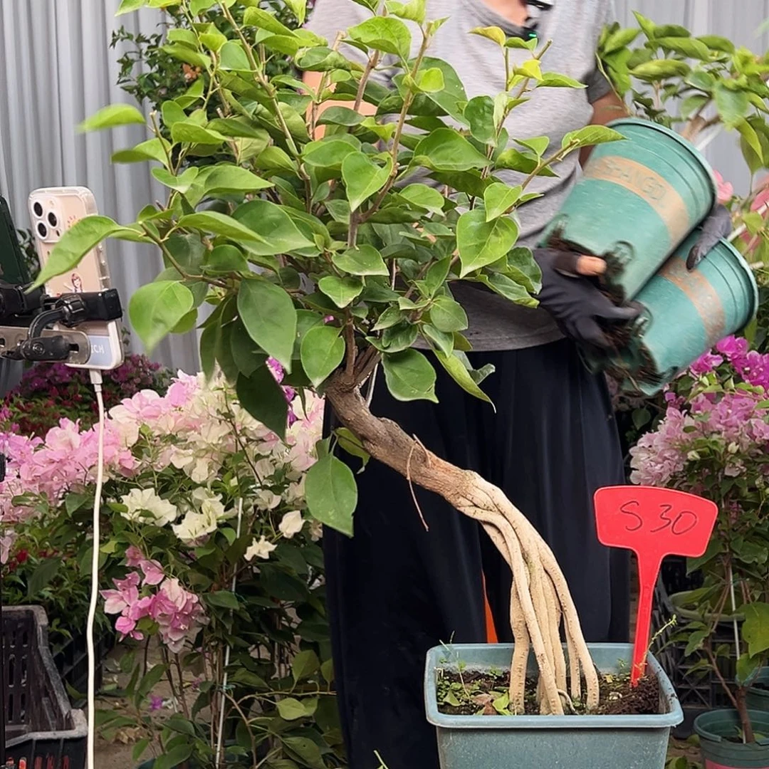 若***沐大部分花苞少量开放S30波妹