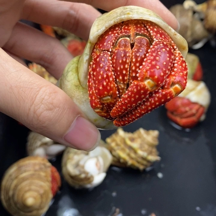4口法拉利斐济草莓