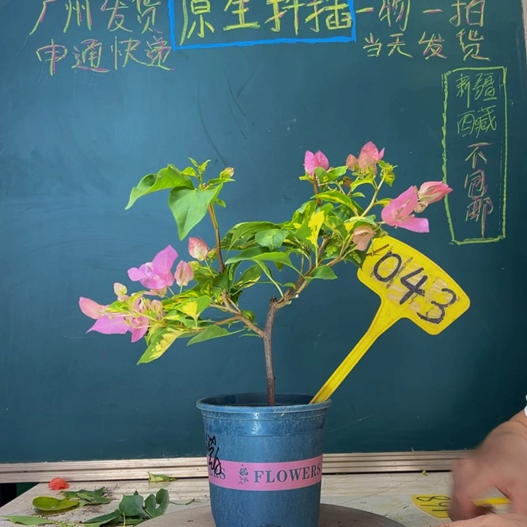 当前无花栽培后可以开花开播 金心橙白 043