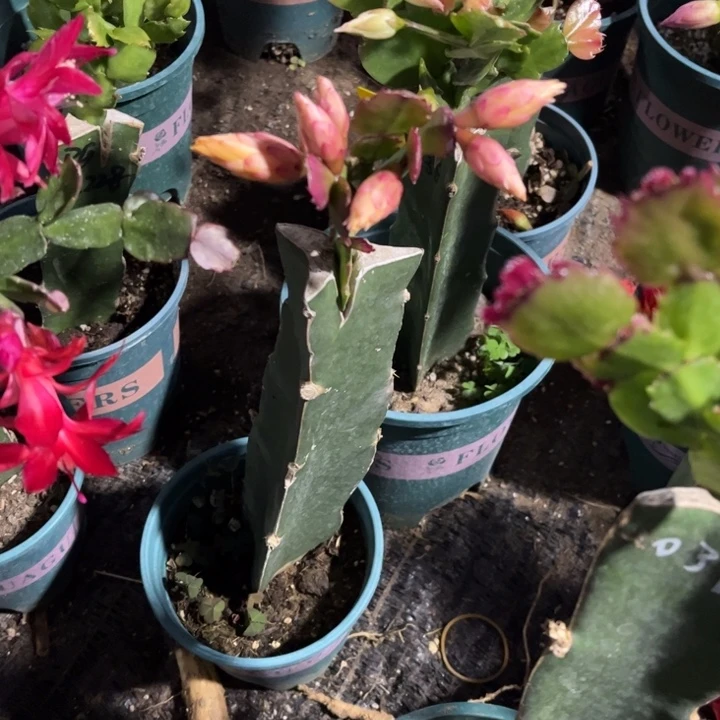 木***》73号037黄色重瓣，