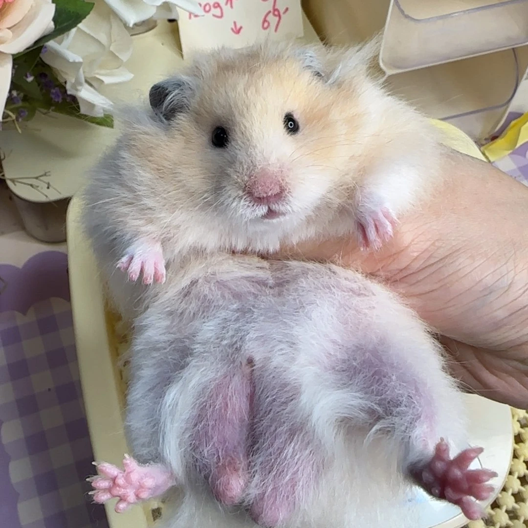 1面纹黄弟弟158g3.16
