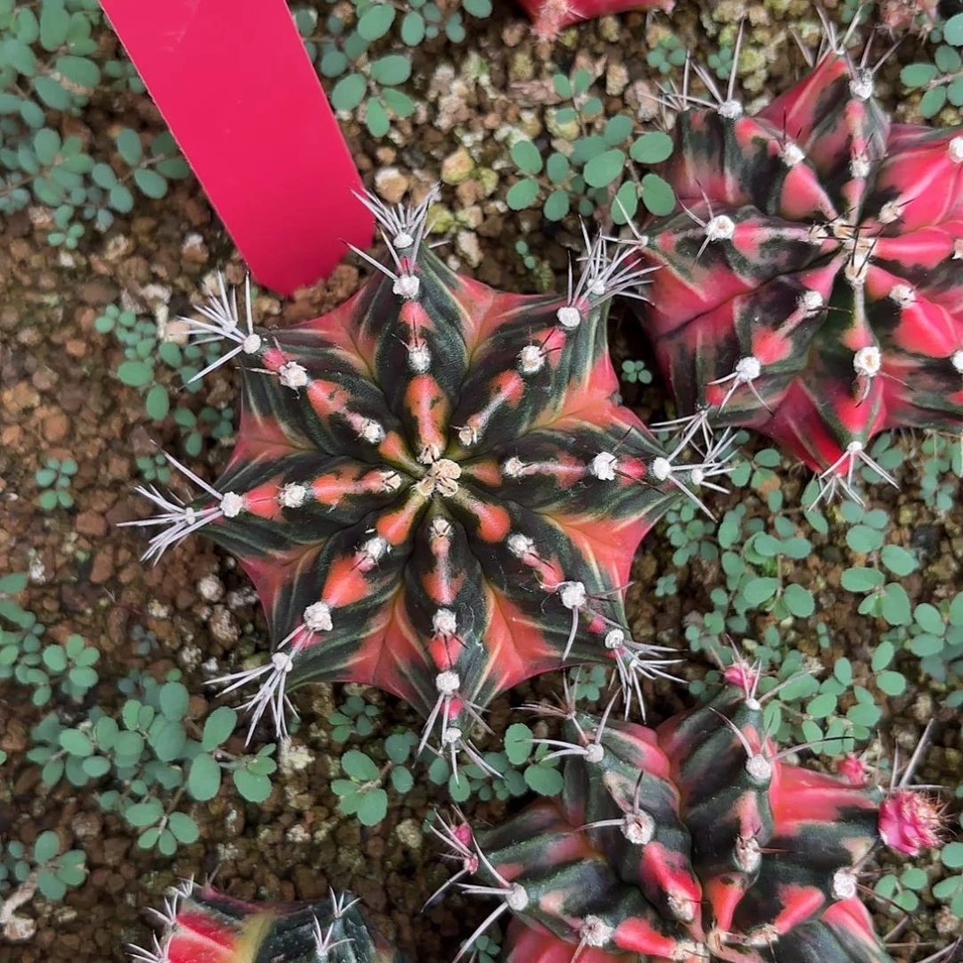 L914-1027泰国发货 杜鹃