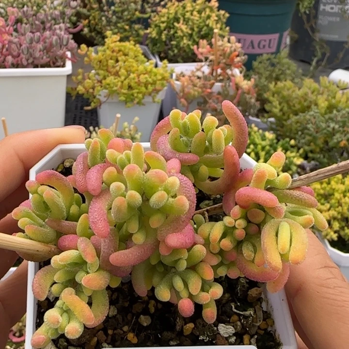 779-钻石黄锦植物枝干