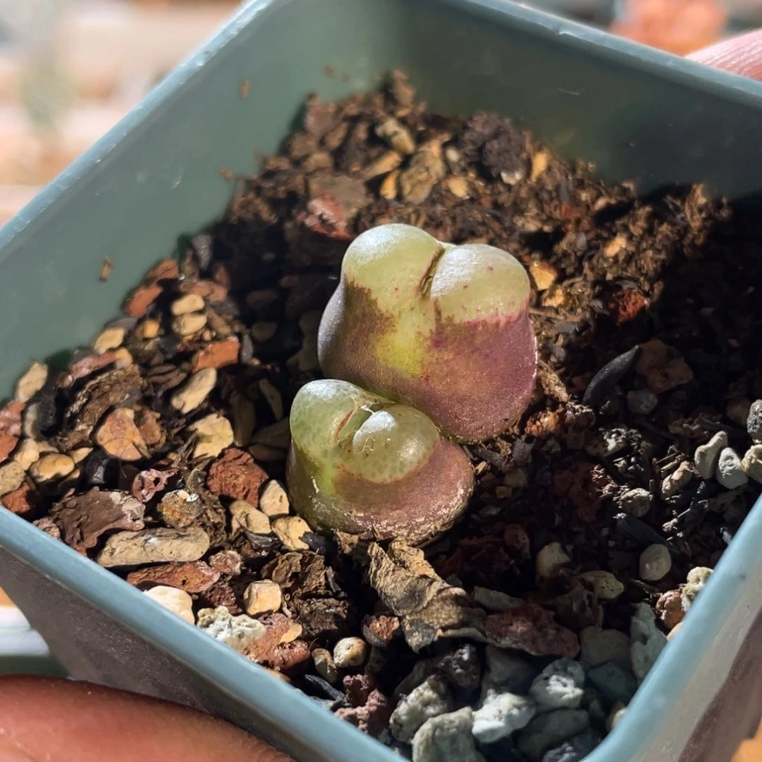 双头福利植物一物一拍