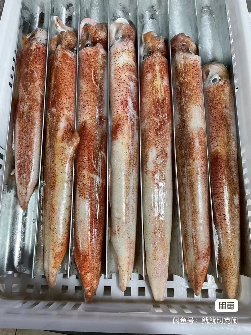 海钓活冻火箭鱿鱼顺丰冷链新鲜直达