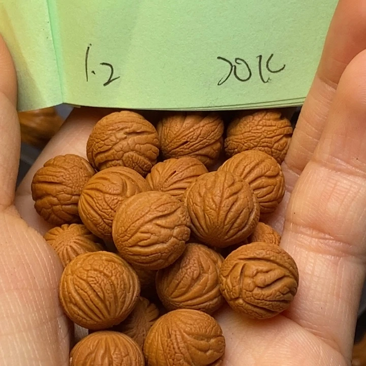 手串文玩核桃秦岭龙纹桃核12尺寸