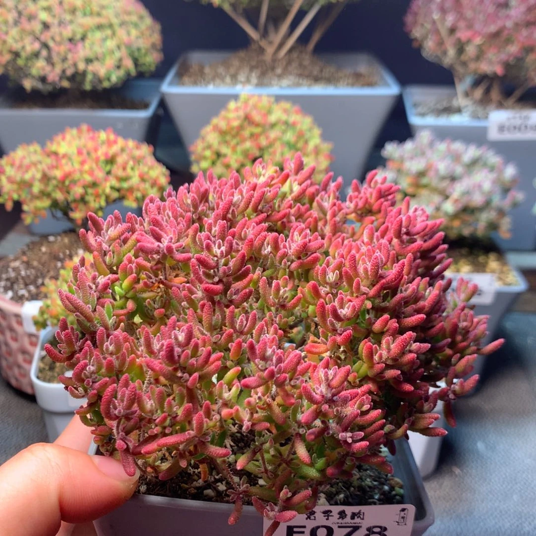 078红麒麟福利