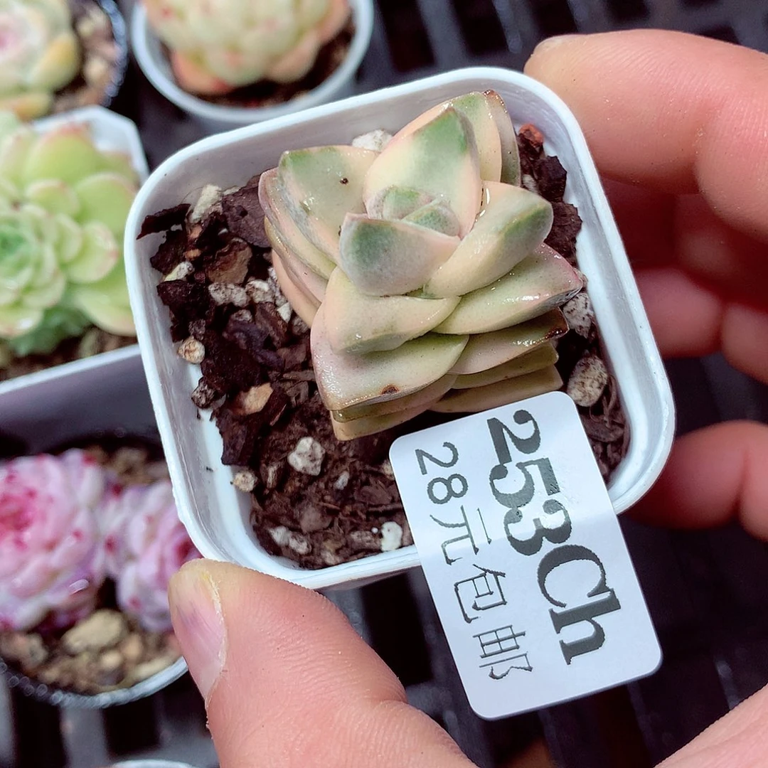 5厘米盆精控多肉253