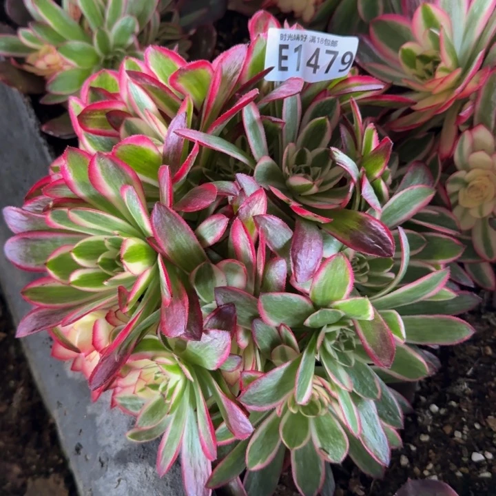 1479荔枝。多肉植物