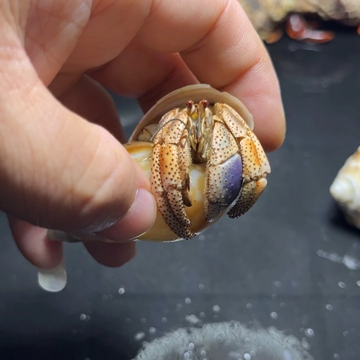 西伯2.2口径需要拍加热包