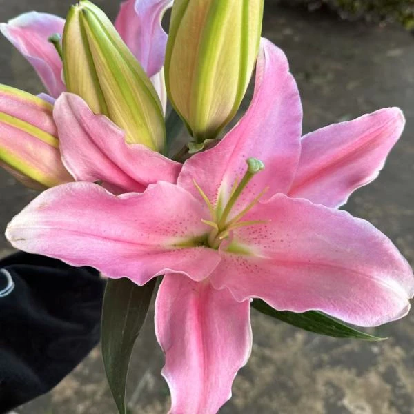 英英鲜花 粉公主 单瓣香水百合  任意2单顺丰/德邦 云南鲜花直发