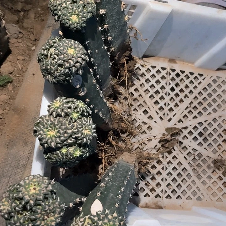 仙人球仙人球仙人球