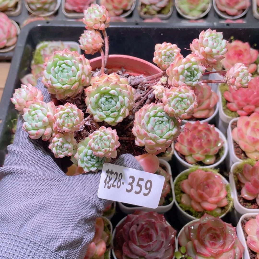 花利美28-359小粉莓