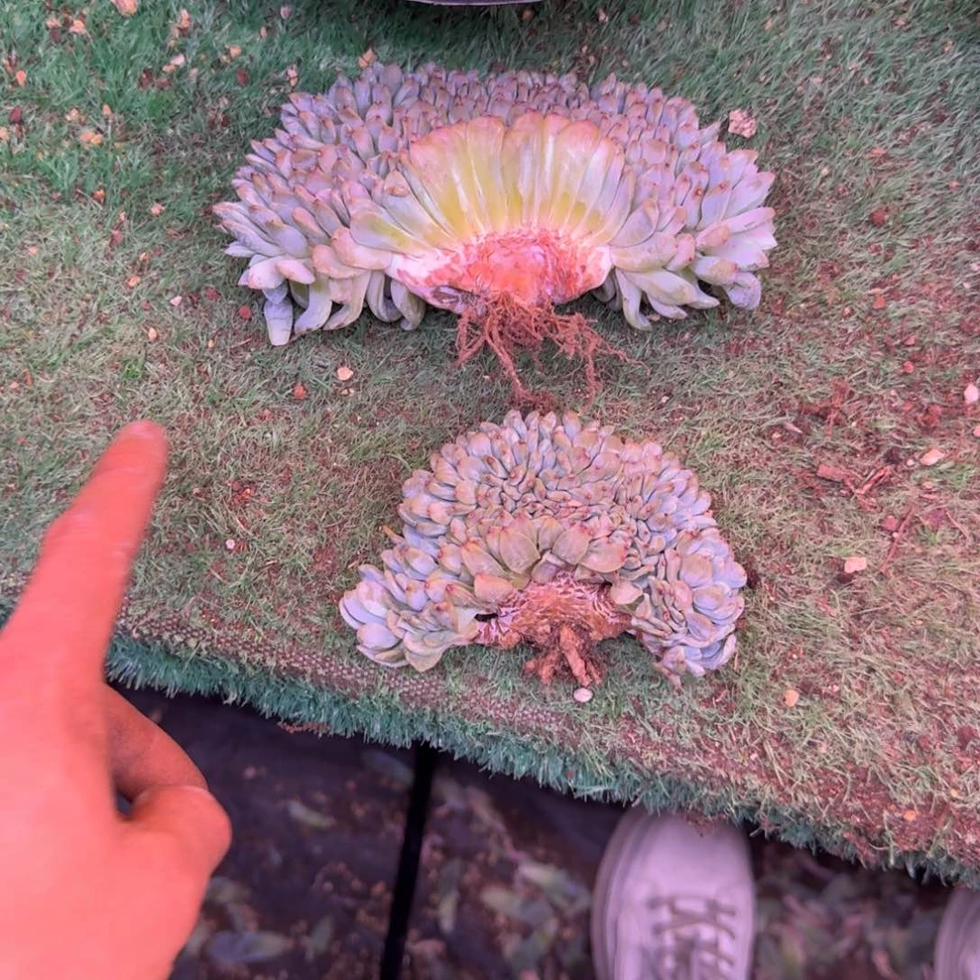 哈**呀星影树缀无砍多肉