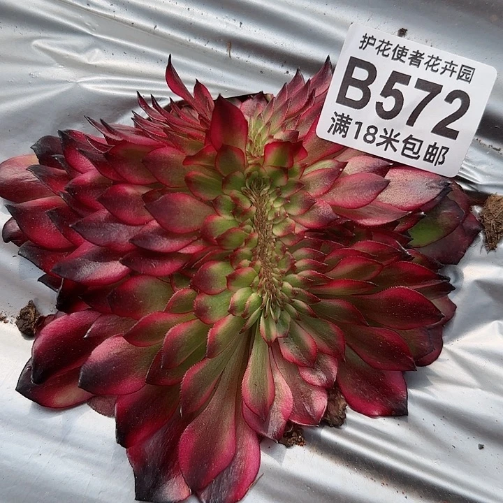 多肉法师美肌缀化