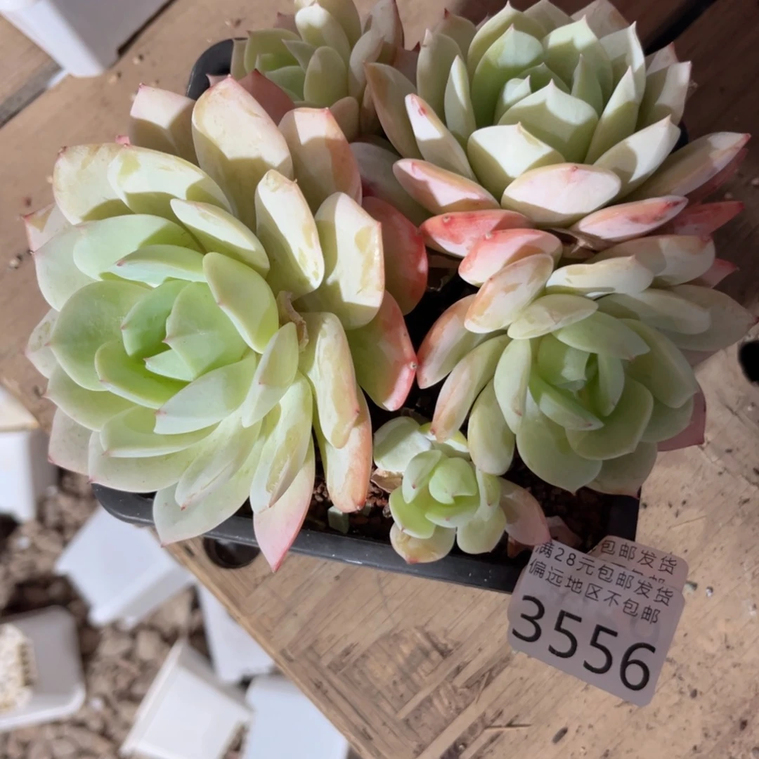 大3556；b xb c b b k m