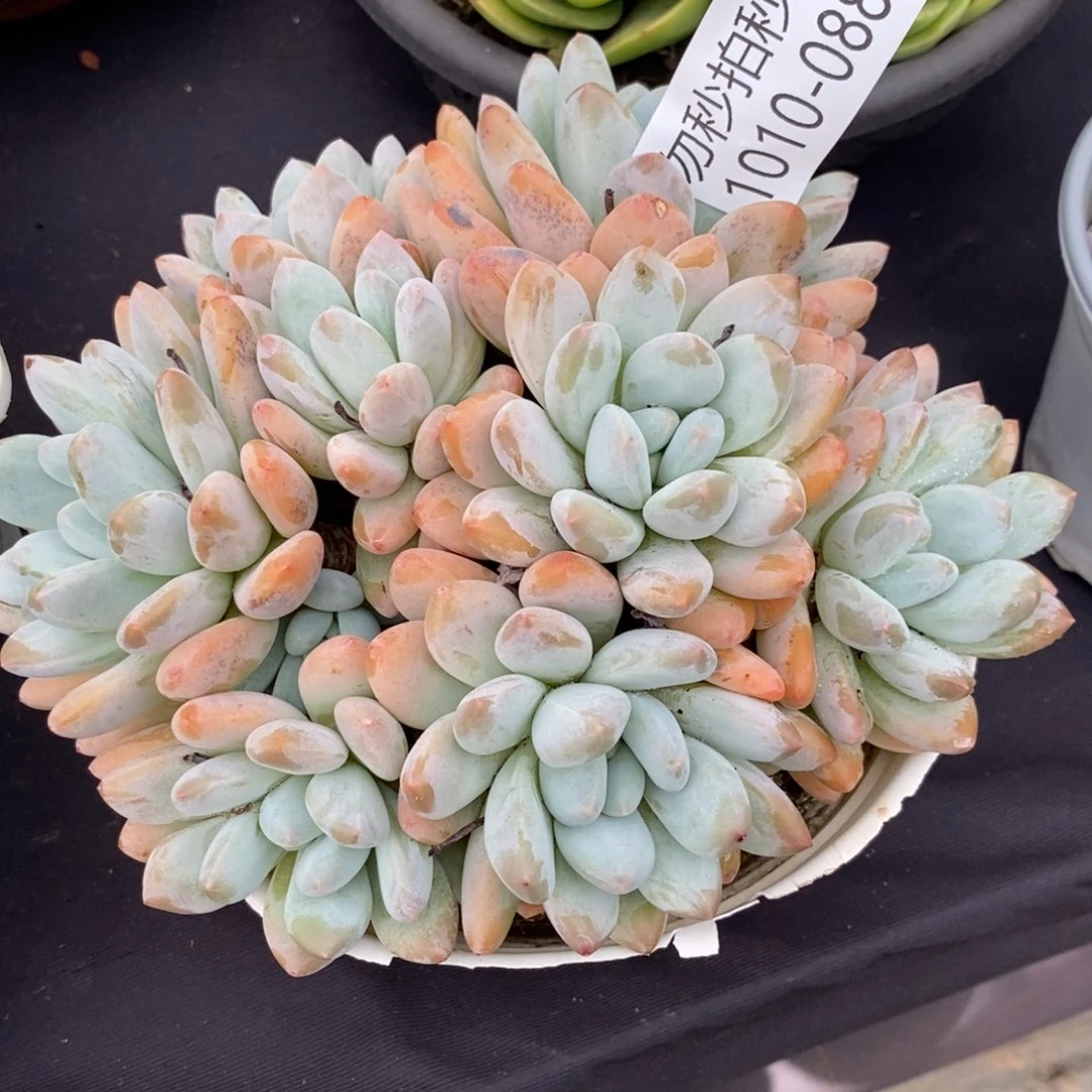 两单包邮1010-088相水