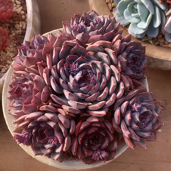 蓝色妖姬完美手捧花