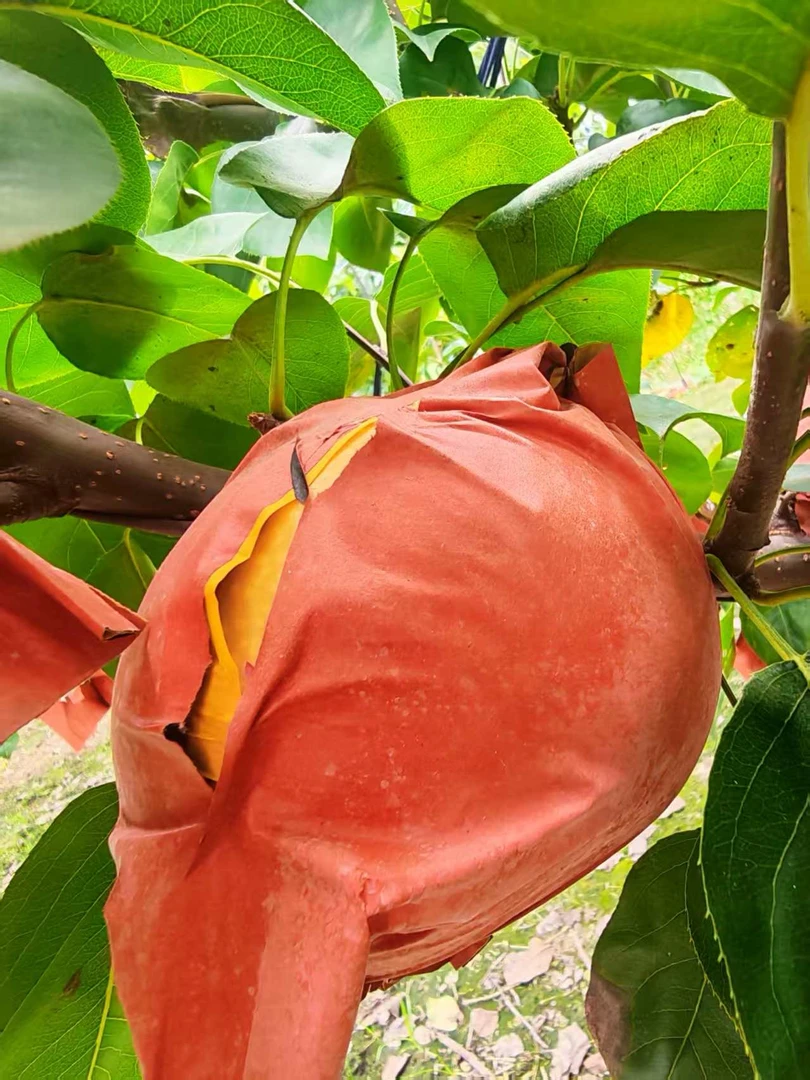 【实惠中果】特惠尝鲜装 山东正宗秋月梨