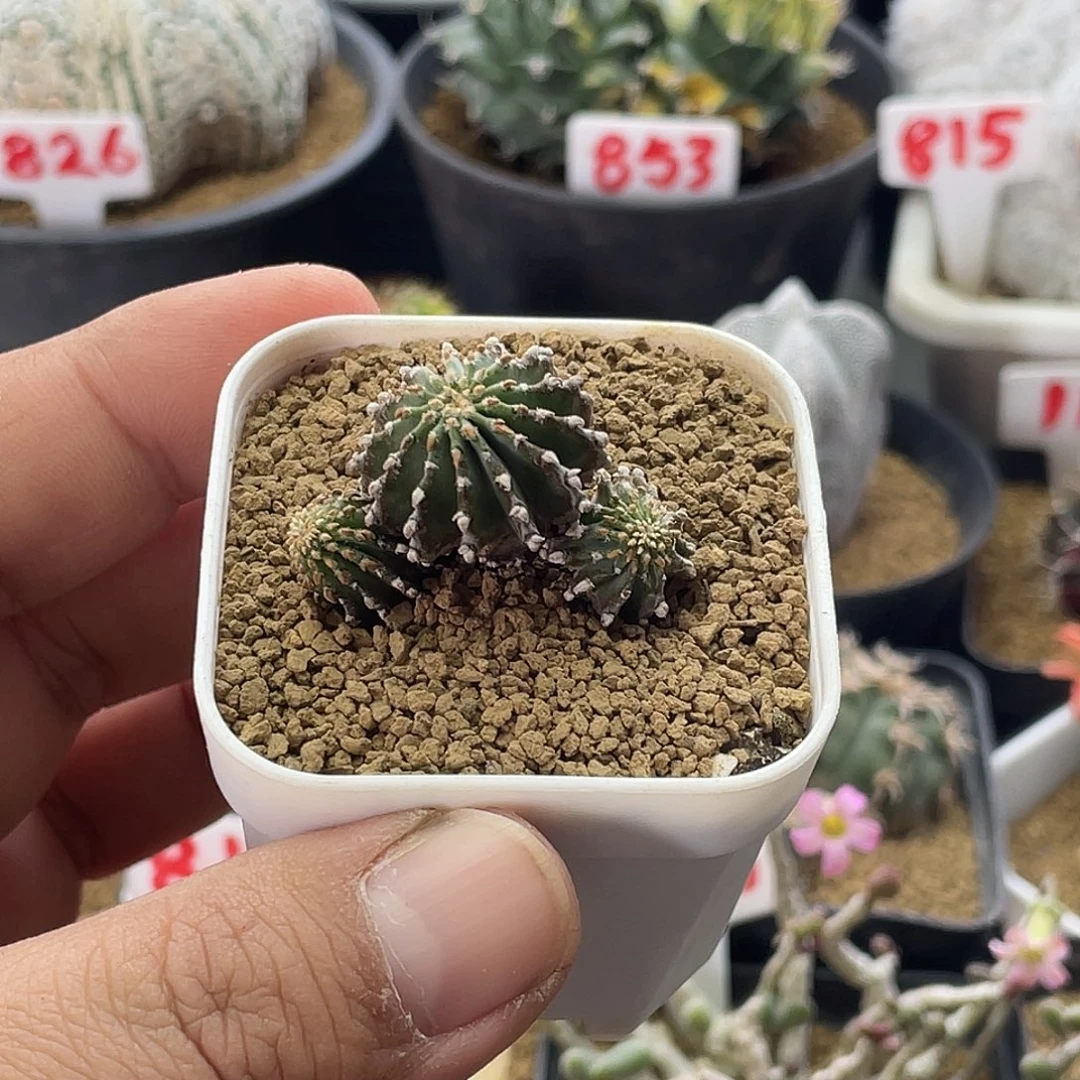 3头薄叶花笼 送盆土