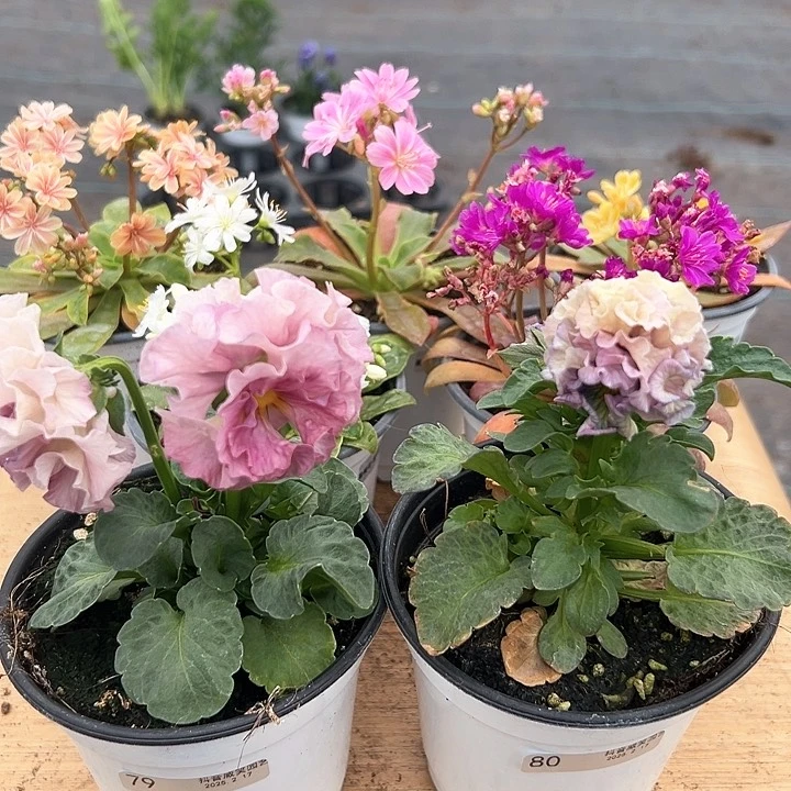 红陶抖音直播闪拍79/80