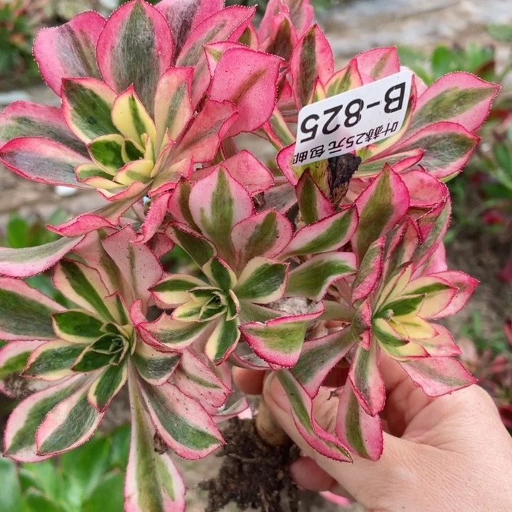 825魅影有砍多肉12345678