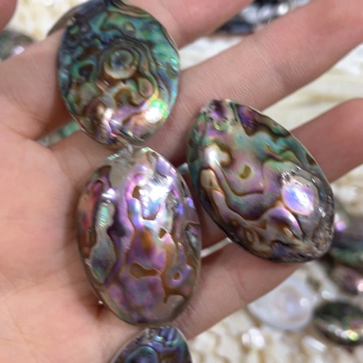 贝壳非金属一个鲍鱼贝随机
