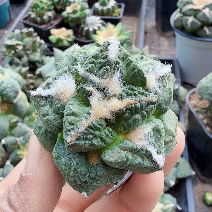 无花朵494深割尤龟甲牡丹