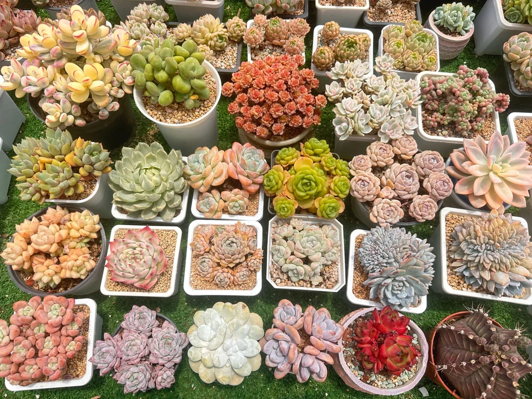 直播链接一物一拍带盆带土（两单包邮）