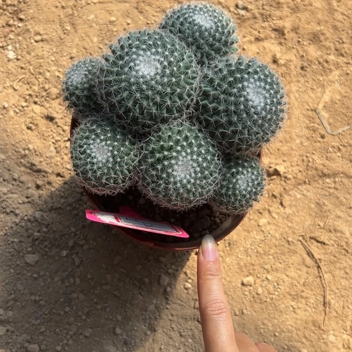 好***连吉祥如意是什么神仙画师