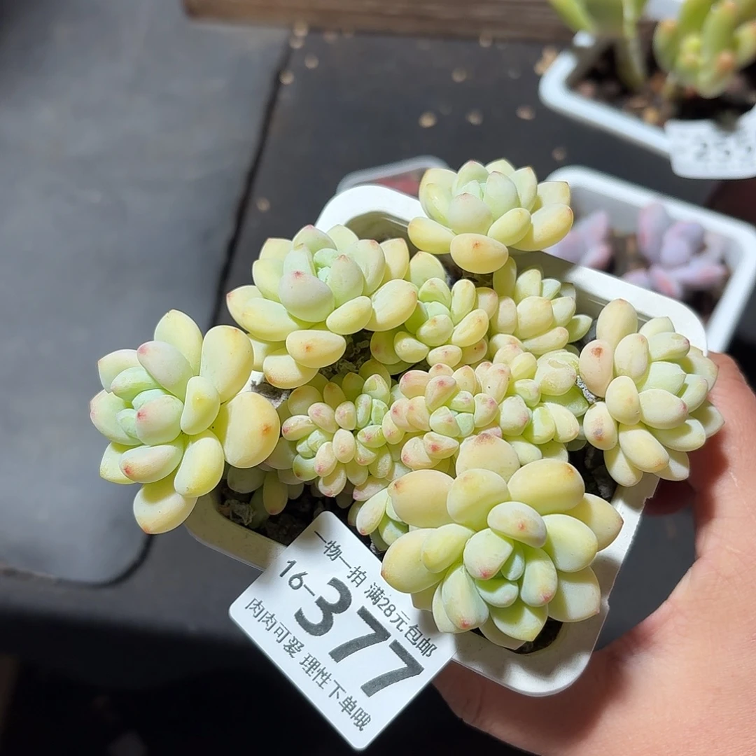 樱花罗琦无盆土发货无