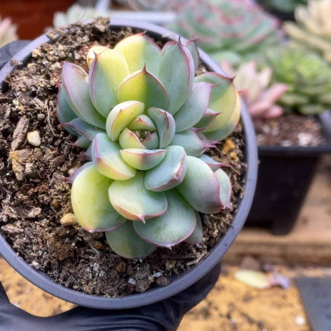 147花月夜朵朵缀锦锦锦