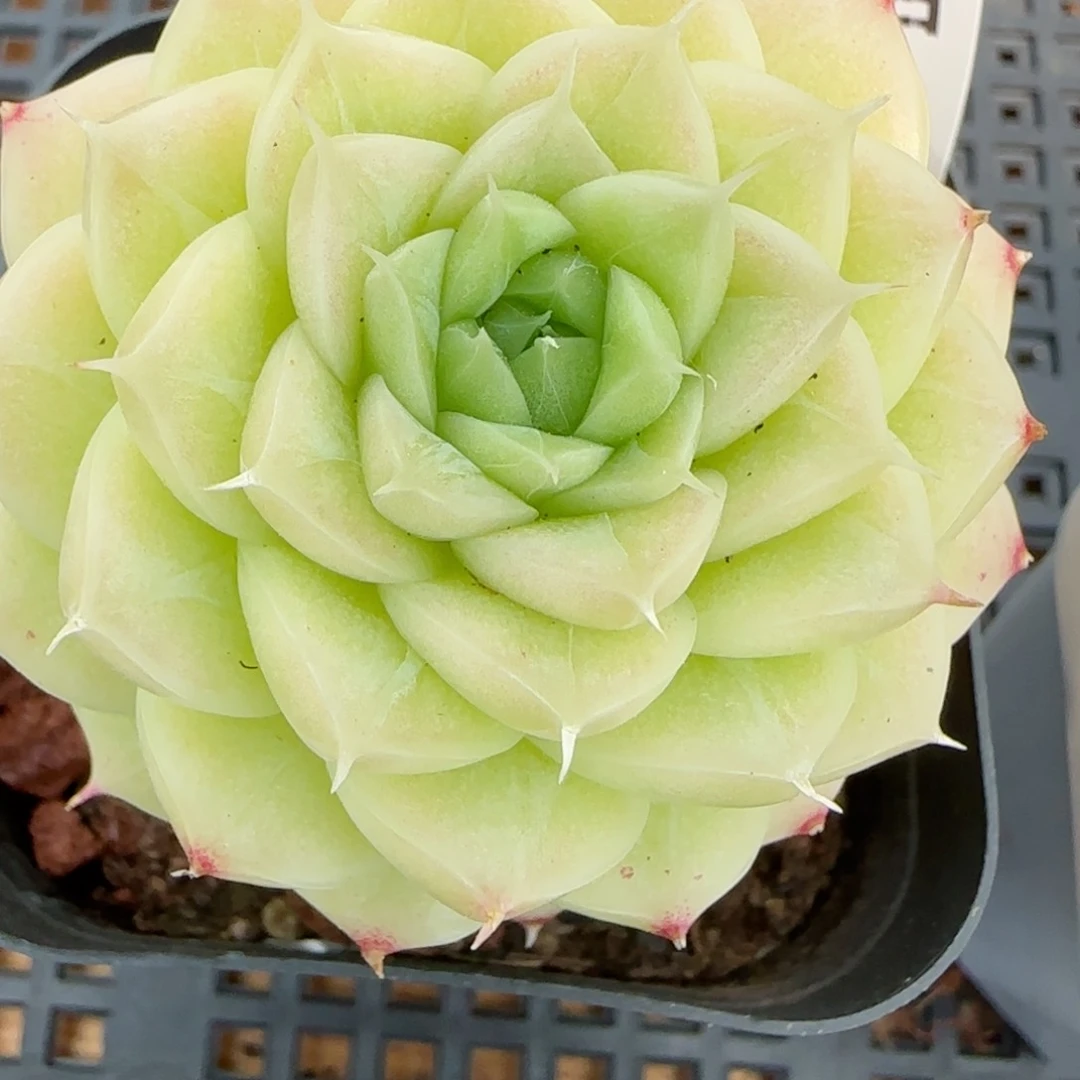 花语逸境0216-215