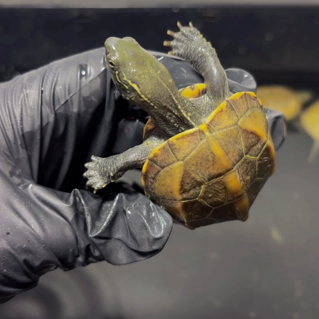 中华草龟母江西极品田黄