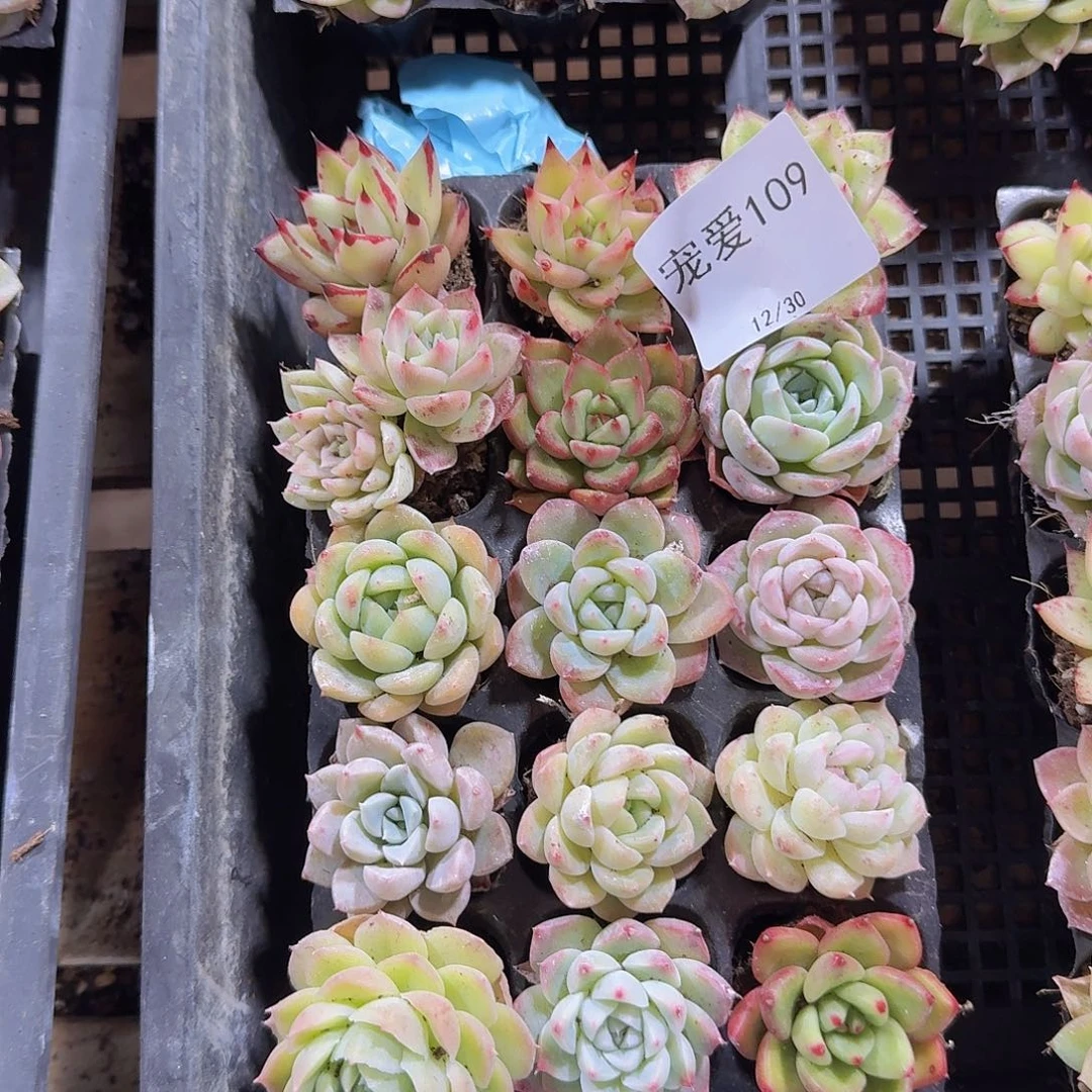 直播福利一物一拍109