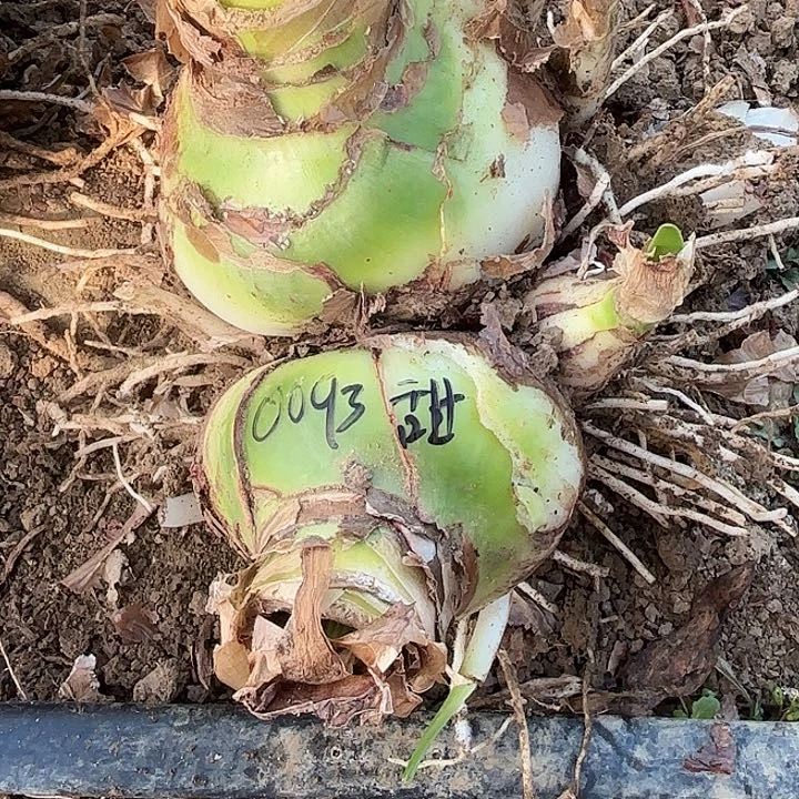 董***董甜蜜妮芙双胞胎0093